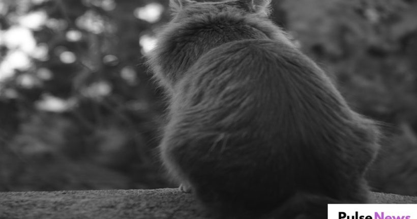 Cat Rescued After 5 Days Stranded in Tree in Washington, D.C. PULSENEWS Cat Rescued After 5 Days Stranded in Tree in Washington, D.C. PULSENEWS