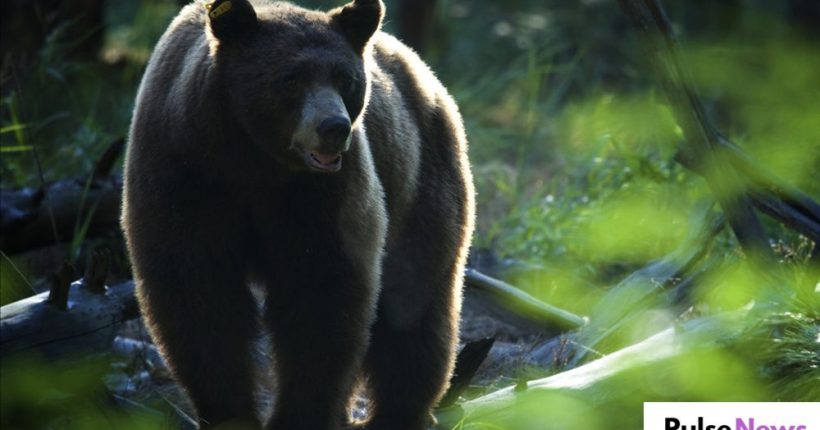 Four Arrested for Insurance Fraud After Pretending to Be Bears in California Pulse news Four Arrested for Insurance Fraud After Pretending to Be Bears in California Pulse News