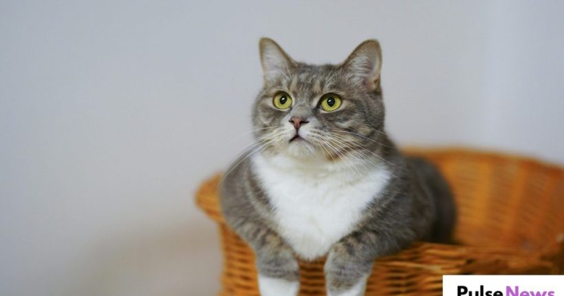 Lost Cat Found 300 Miles From Home in Coventry After Mysterious Journey Pulsenews Lost Cat Found 300 Miles From Home in Coventry After Mysterious Journey Pulsenews