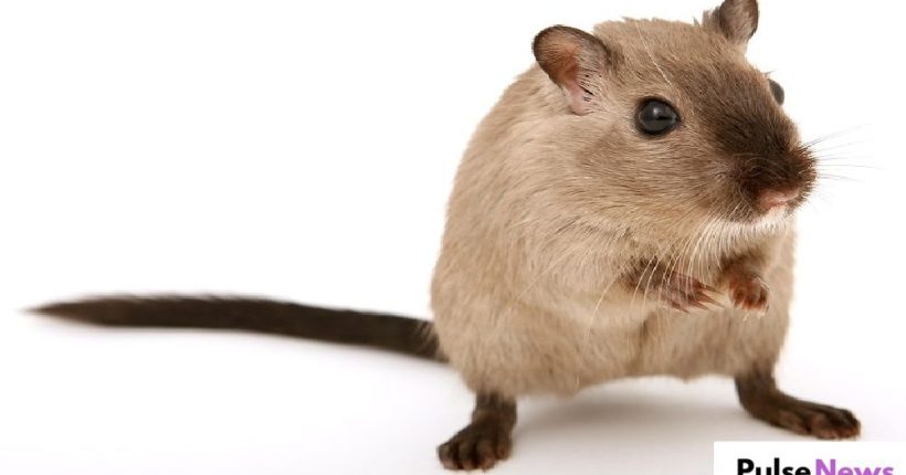 TAP Air Portugal Flight Grounded for Four Days Due to Escaped Hamsters Pulse News TAP Air Portugal Flight Grounded for Four Days Due to Escaped Hamsters Pulse News