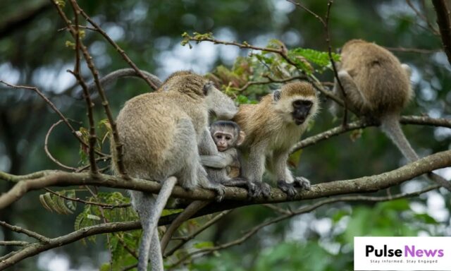 Wild Monkey Mob Causes Chaos in Thailand, Police Forced to Blockade Station Pulsenews