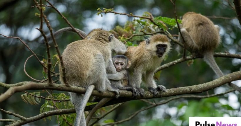 Wild Monkey Mob Causes Chaos in Thailand, Police Forced to Blockade Station Pulsenews Wild Monkey Mob Causes Chaos in Thailand, Police Forced to Blockade Station Pulsenews