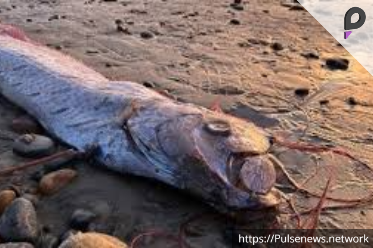 Oarfish strandings 