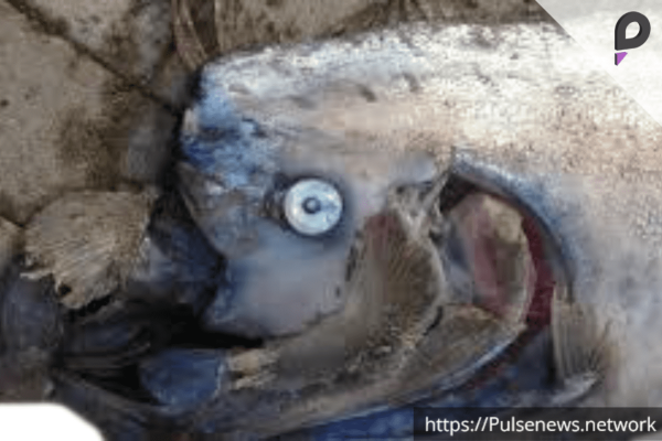 Oarfish strandings Oarfish strandings