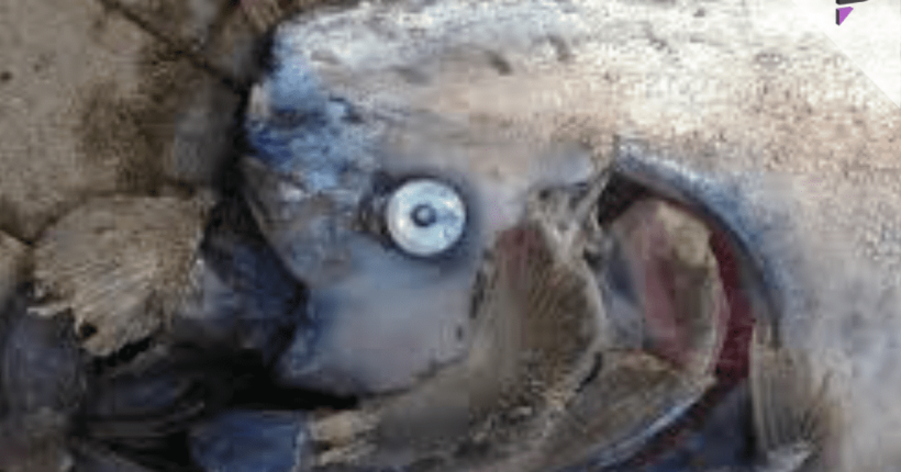 Oarfish strandings Oarfish strandings