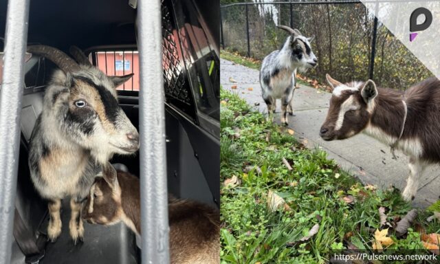 Two Goats Arrested for Disturbing the Public pulse news network