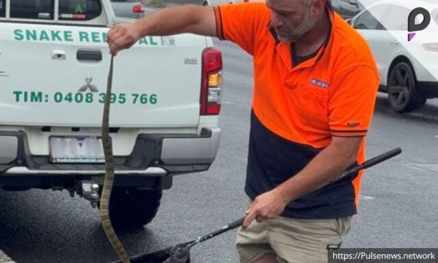 Woman Fends Off Snake on Freeway in Terrifying Encounter PULSE NEWS NETWORK