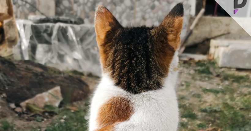 Woman Files Unique Case Against Husband Over Pet Cat Pulse news network Woman Files Unique Case Against Husband Over Pet Cat Pulse news network