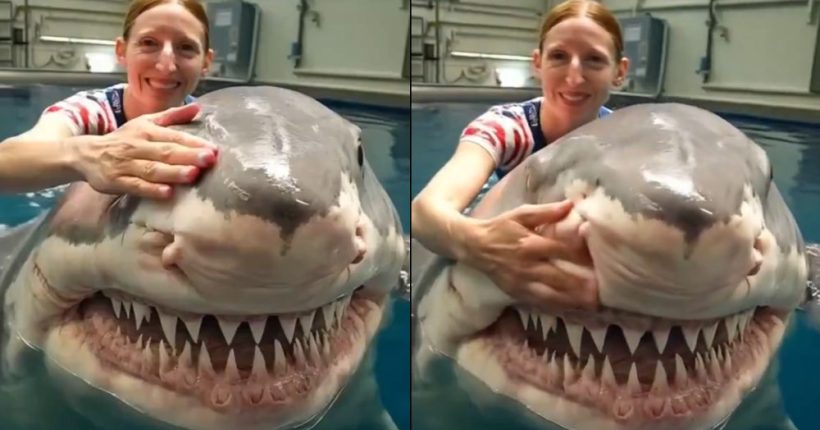 AI-Generated Shark Selfie Sparks Debate Over Digital Media Authenticity Pulse news network Courtesy: x.com/TheFigen_