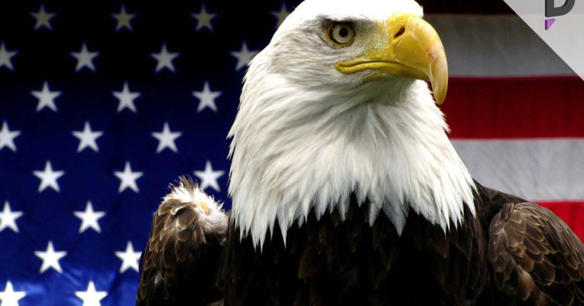 Bald Eagle Declared America’s National Bird Social Media Reactions Bald Eagle Declared America's National Bird Social Media Reactions