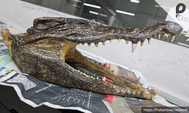 Canadian Man Arrested with Crocodile Skull at Delhi Airport Pulse news network