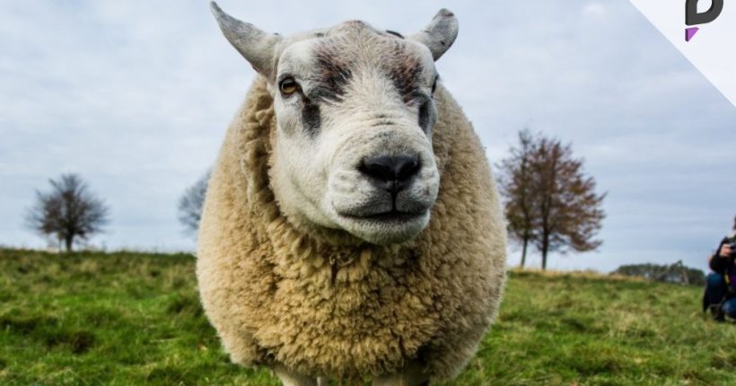 China Bans Livestock Product Imports Over Disease Concerns Pulse news network China Bans Livestock Product Imports Over Disease Concerns Pulse news network