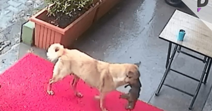 Dog Brings Injured Puppy to Clinic, Wins Hearts Online Pulse news network Dog Brings Injured Puppy to Clinic, Wins Hearts Online Pulse news network