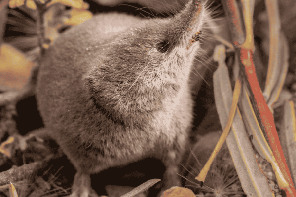 Mount Lyell shrew Mount Lyell shrew