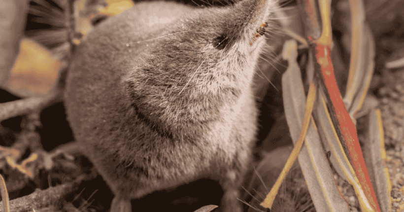 Mount Lyell shrew Mount Lyell shrew