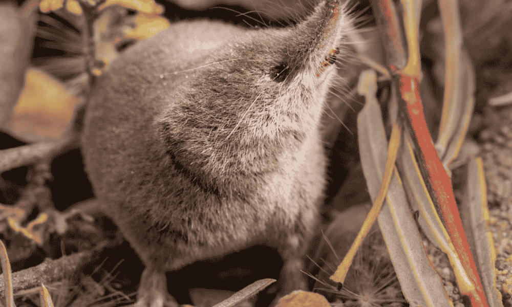 Mount Lyell shrew