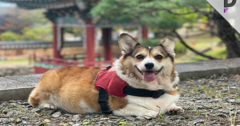 Police Dog Loses Year-End Bonus, Police Dog Loses Year-End Bonus,