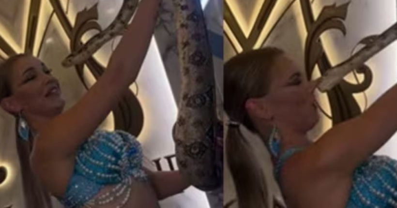 Snake Bites Russian Dancer on Nose During Photo Op Pulse news network Snake Bites Russian Dancer on Nose During Photo Op Pulse news network