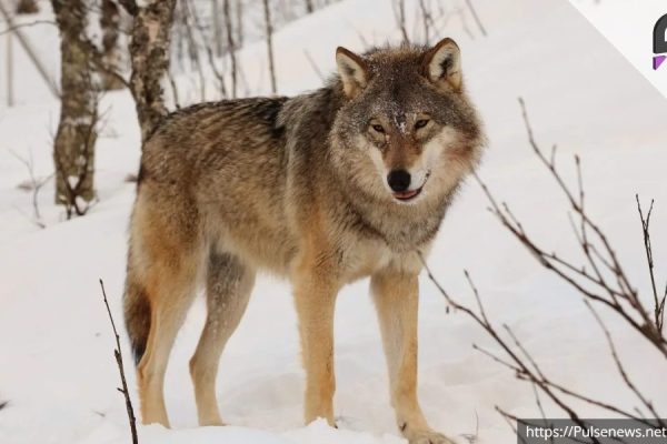 Sweden Allows Wolf Hunting Amid Controversy Pulse news network Sweden Allows Wolf Hunting Amid Controversy Pulse news network