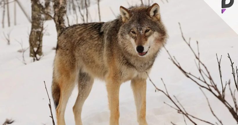 Sweden Allows Wolf Hunting Amid Controversy Pulse news network Sweden Allows Wolf Hunting Amid Controversy Pulse news network