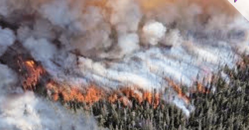 protect pets from wildfire smoke protect pets from wildfire smoke