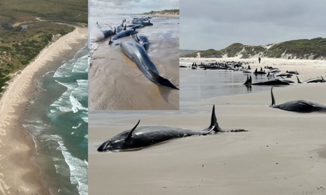 90 Stranded Whales Euthanized on Tasmania Beach Pulse news network