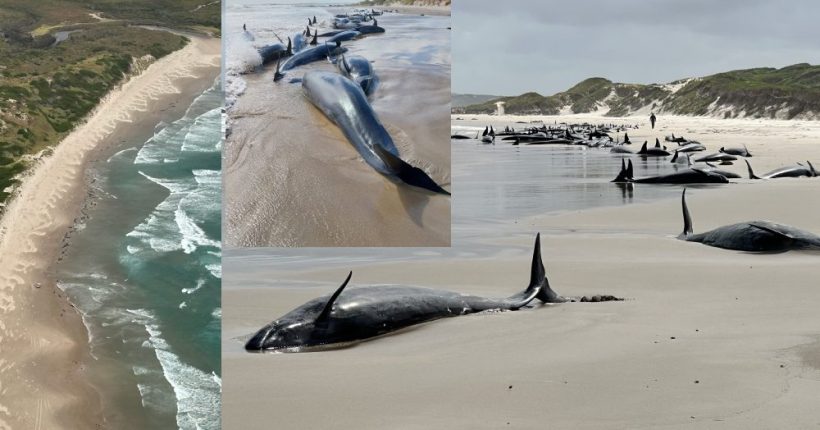 90 Stranded Whales Euthanized on Tasmania Beach Pulse news network 90 Stranded Whales Euthanized on Tasmania Beach Pulse news network