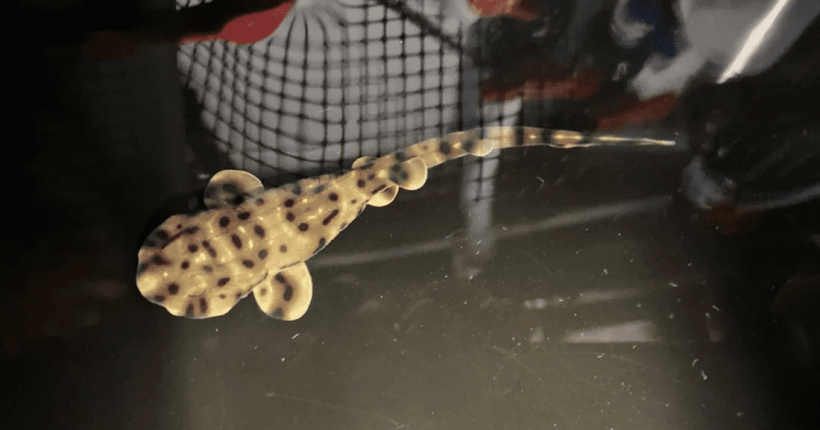 Baby Shark Yoko Baby Shark Yoko