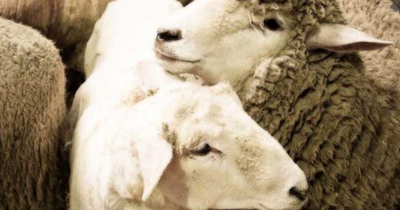 Morocco Suspends Sheep Sacrifice for Eid Due to Drought Pulse news network Morocco Suspends Sheep Sacrifice for Eid Due to Drought Pulse news network