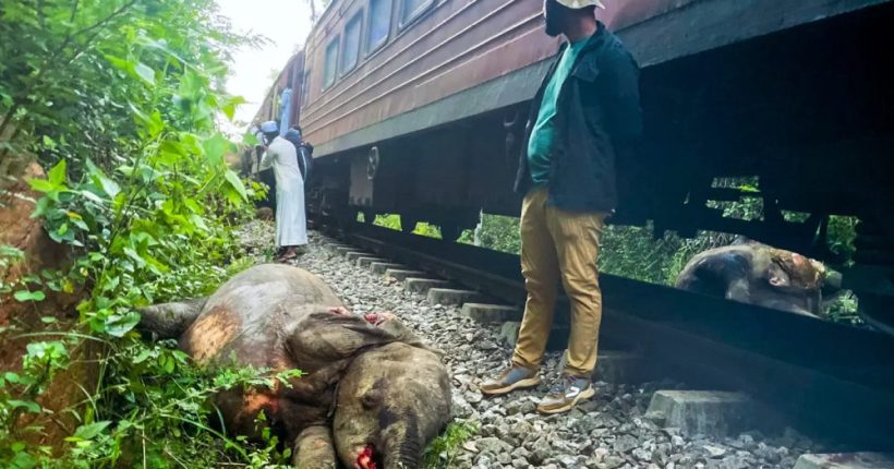 Sri Lanka Train Hits Elephants, Six Killed Pulse news network Sri Lanka Train Hits Elephants, Six Killed Pulse news network