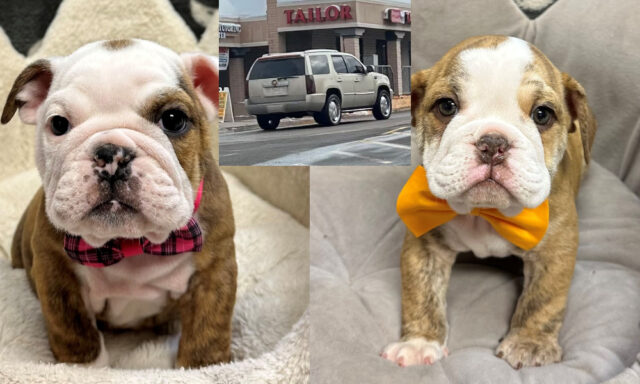 Suspects Wanted in Bulldog Puppy Theft at Pet Store Pulse news network