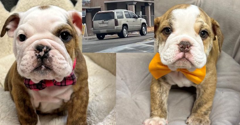 Suspects Wanted in Bulldog Puppy Theft at Pet Store Pulse news network Suspects Wanted in Bulldog Puppy Theft at Pet Store Pulse news network