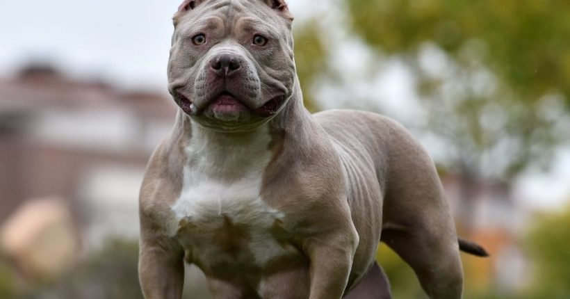 Teen Killed in Suspected XL Bully Dog Attack Pulse news network Teen Killed in Suspected XL Bully Dog Attack Pulse news network