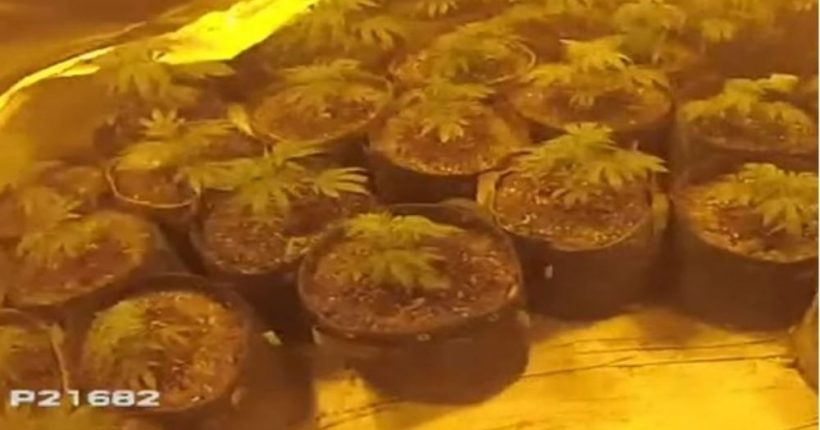 $4.15M Worth of Drugs Seized in UK During National Crackdown Pulse news network $4.15M Worth of Drugs Seized in UK During National Crackdown Pulse news network