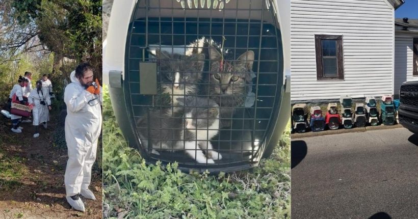 Man Arrested After Mother, 92, Found in Filthy Home with 38 Cats Pulse news network Man Arrested After Mother, 92, Found in Filthy Home with 38 Cats Pulse news network