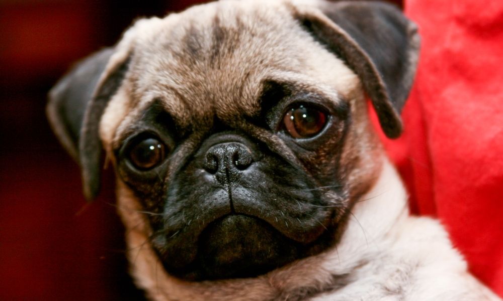 Man Jailed for Filming Partner in Disturbing Sex Act with Dog Pulse news network (1)