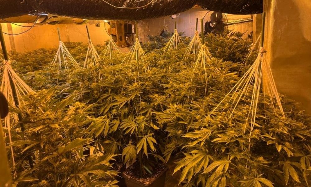 Rotherham Raid Uncovers Hidden Cannabis Farm Pulse news network (1)