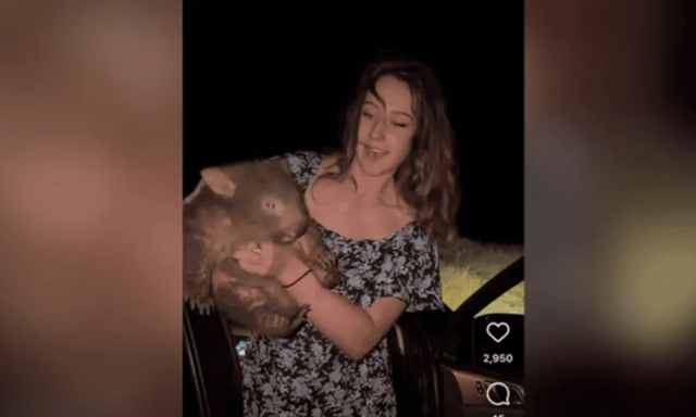 US Tourist Flees After Baby Wombat Incident in Australia Pulse news network