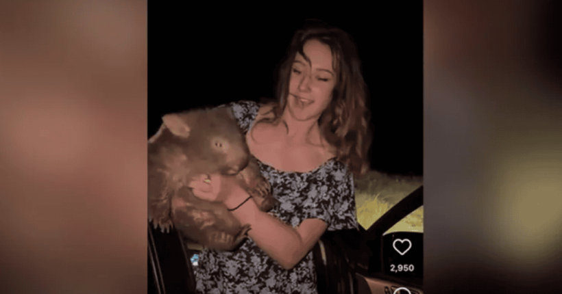 US Tourist Flees After Baby Wombat Incident in Australia Pulse news network US Tourist Flees After Baby Wombat Incident in Australia Pulse news network