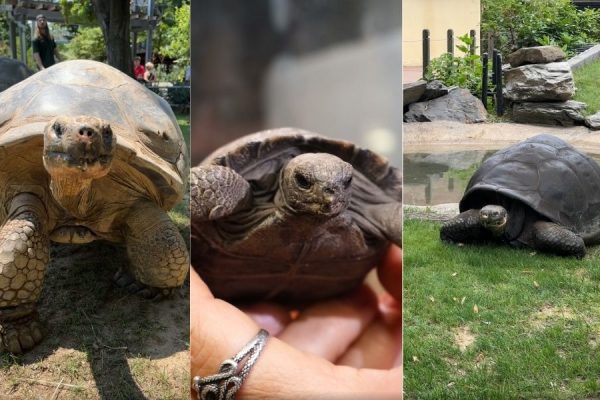 Galapagos Tortoises at Philadelphia Zoo Become Parents at Nearly 100 Years Old Pulse news network Galapagos Tortoises at Philadelphia Zoo Become Parents at Nearly 100 Years Old Pulse news network