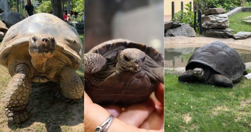 Galapagos Tortoises at Philadelphia Zoo Become Parents at Nearly 100 Years Old Pulse news network Galapagos Tortoises at Philadelphia Zoo Become Parents at Nearly 100 Years Old Pulse news network